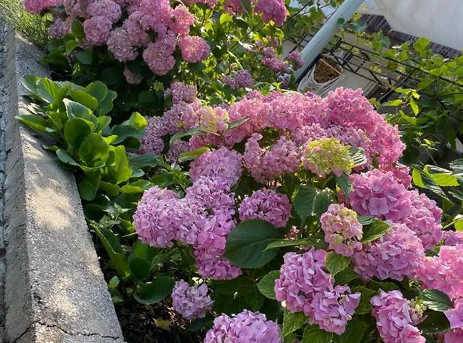 Marmorata Sattendorf